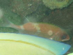 Holocentrus adscensionis