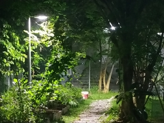 Paradoxurus musangus