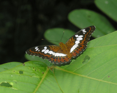 Moduza procris procris