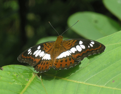 Moduza procris procris