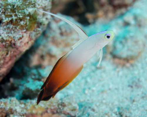 Vuurvis (Nemateleotris magnifica) — Microdesmidae — 5