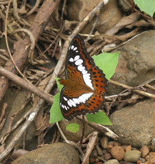 Moduza procris procris