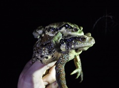 Bufo sachalinensis