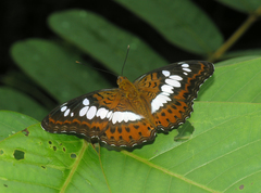 Moduza procris procris