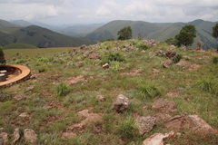 Xerophyta retinervis