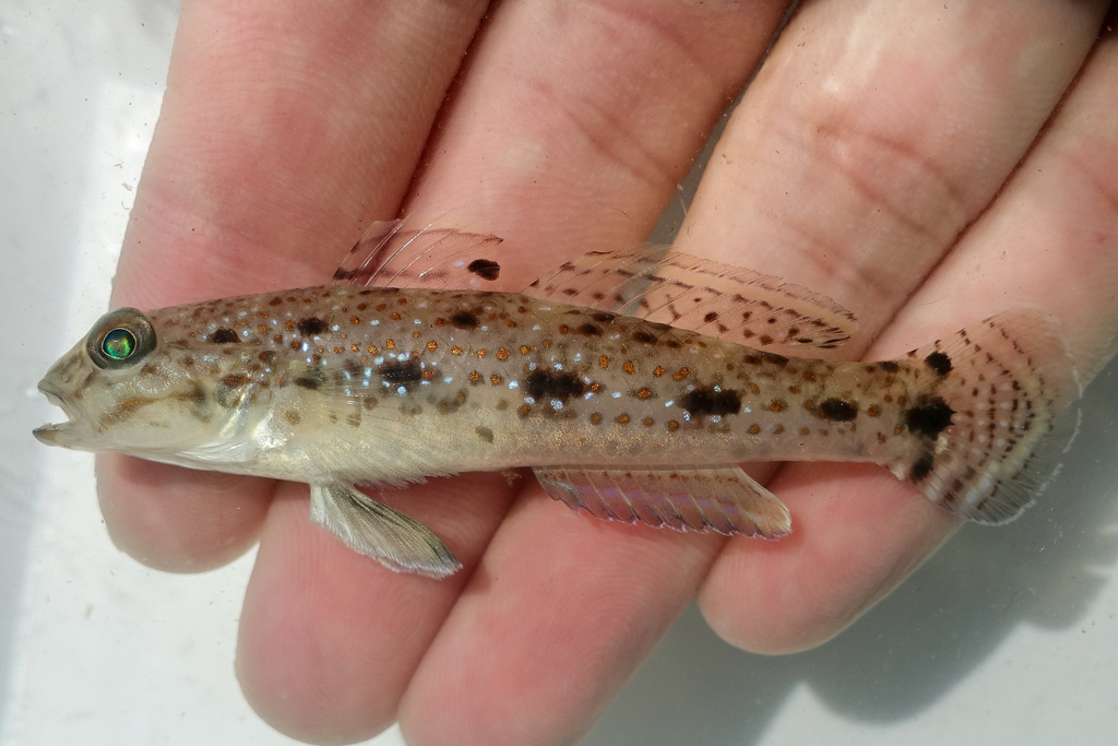 Triplespot Goby