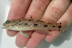 Triplespot Goby photo 1