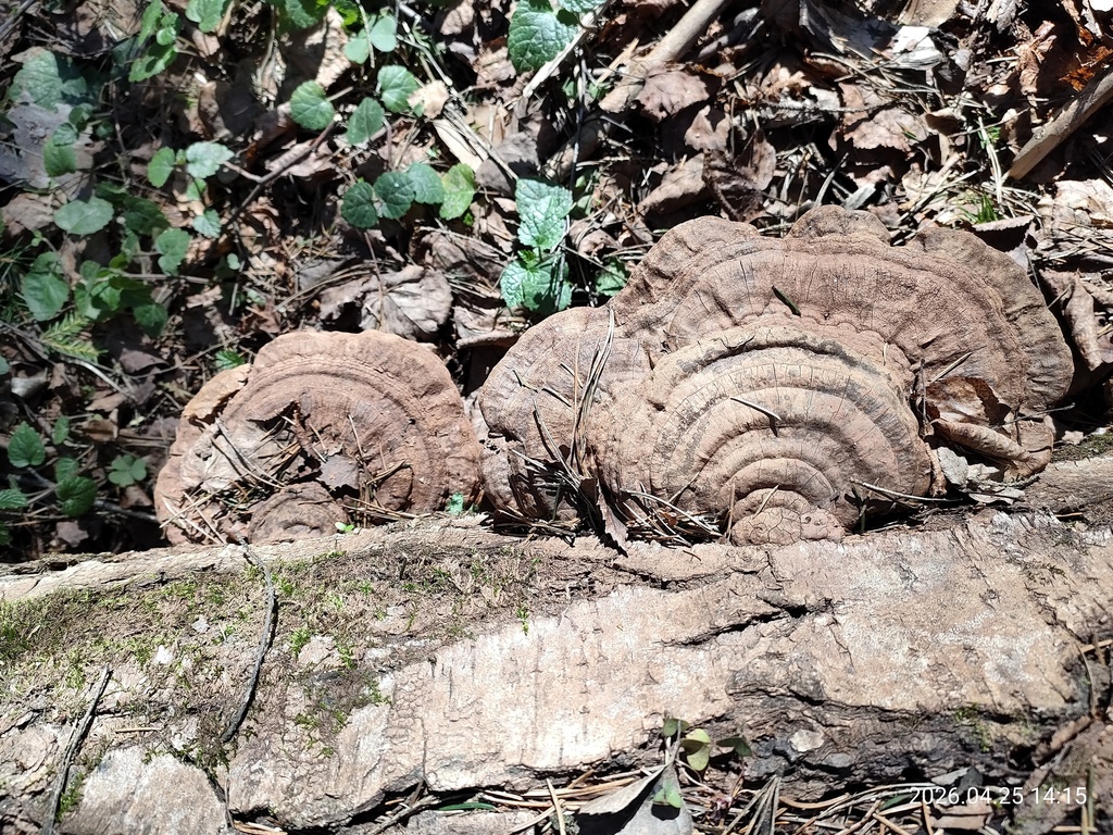 Ganoderma applanatum · April 2026 · photo: © corporal-natural (iNaturalist, cc0)