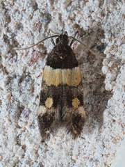 Triclonella determinatella