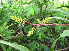 Guzmania rhonhofiana