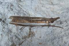 Crambus quinquareatus