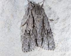 Acronicta lobeliae