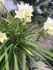 Freesia leichtlinii