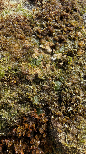 Dictyosphaeria cavernosa observed 2026-04-23