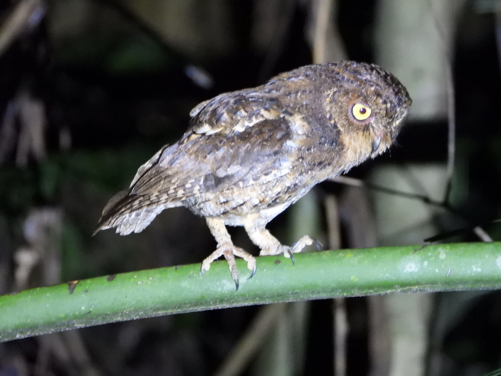 Celepuk sulawesi (Otus manadensis)