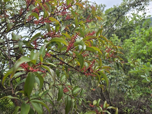 Helixanthera parasitica observed 2026-04-25