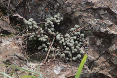Helichrysum galpinii