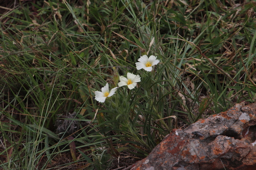 Image of Monsonia attenuata by (c) Tony Rebelo, some rights reserved (CC BY-SA)