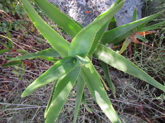 Aloiampelos commixta