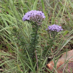 Tetraselago longituba