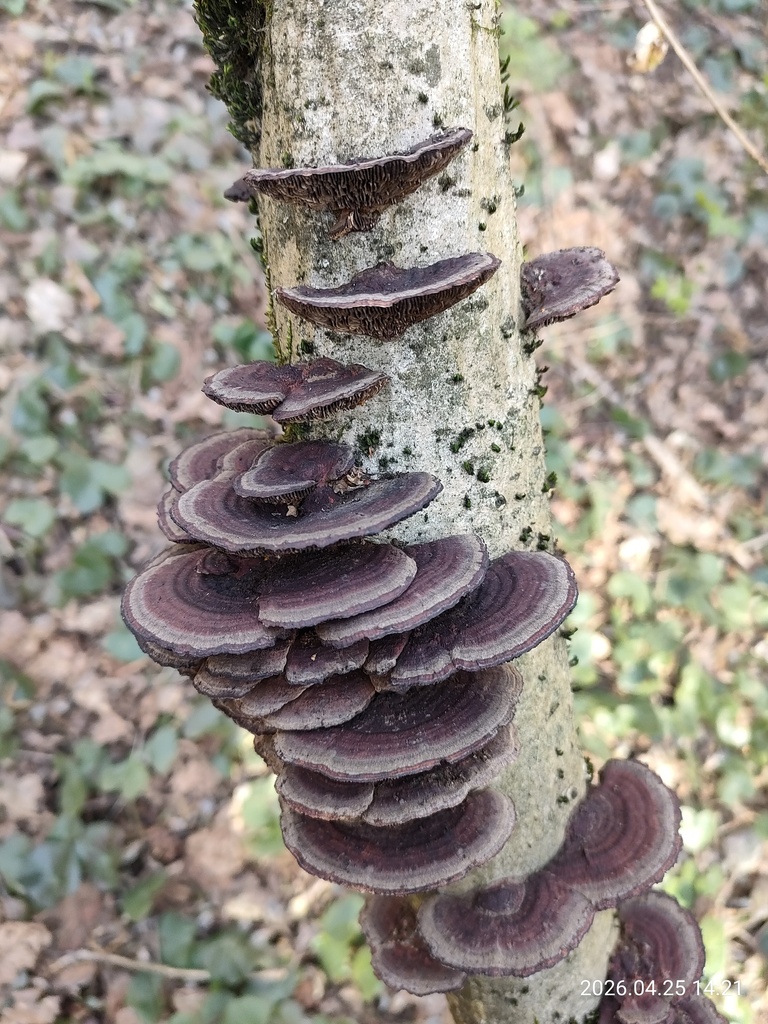 Daedaleopsis confragosa · April 2026 · photo: © corporal-natural (iNaturalist, cc0)