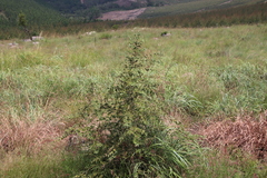 Vangueria macrocalyx