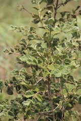Vangueria macrocalyx