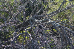 Psalidoprocne pristoptera