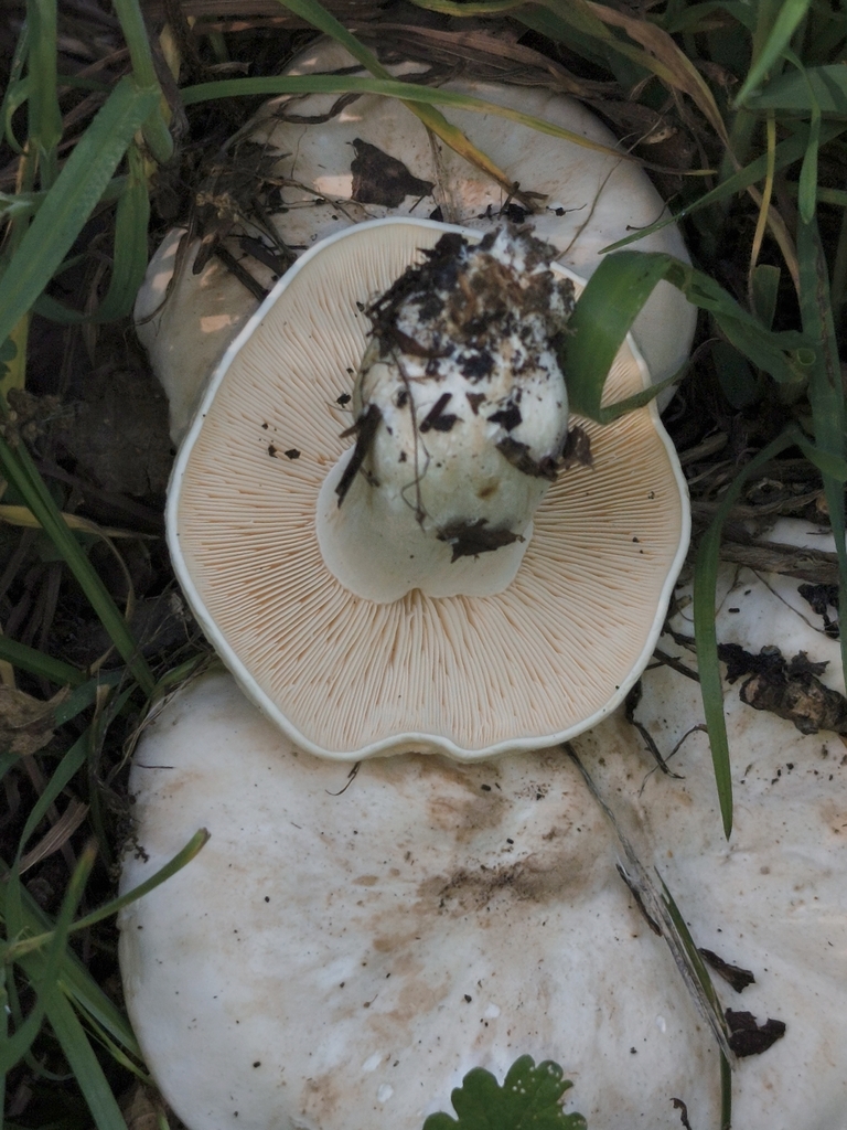 Calocybe gambosa · April 2026 · photo: © jose_castro (iNaturalist, CC)