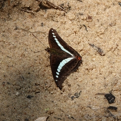 Sumalia daraxa