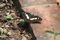 Metamorpha elissa