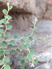 Ziziphus nummularia, photograph (c) nirjesh gautam, some rights reserved (CC BY)