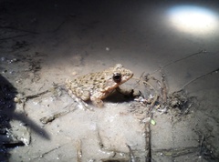 Glandirana emeljanovi