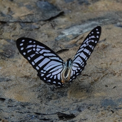 Graphium xenocles