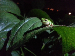 Hyla