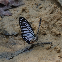 Graphium xenocles