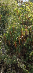 Citharexylum donnell-smithii, photograph (c) Melisa Ojeda, some rights reserved (CC BY)