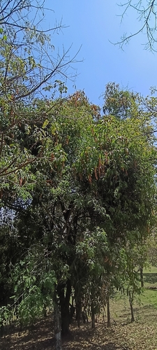 Citharexylum donnell-smithii, photograph 4