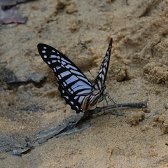 Graphium xenocles