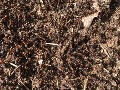 Formica lugubris