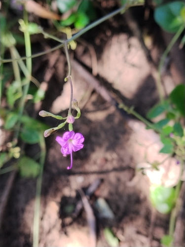 Commicarpus chinensis observed 2026-04-25