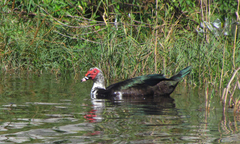 Cairina moschata domestica