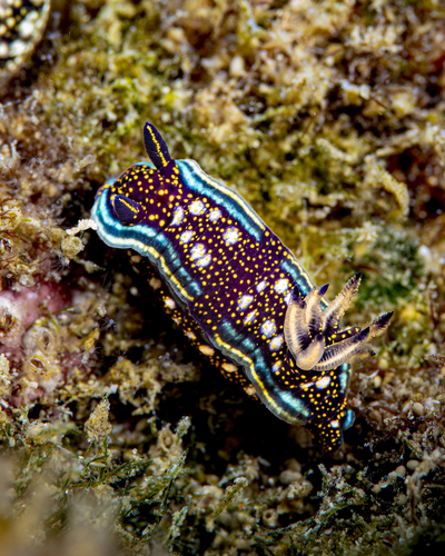 Felimare agassizii