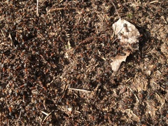Formica lugubris