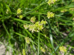 Carex muehlenbergii