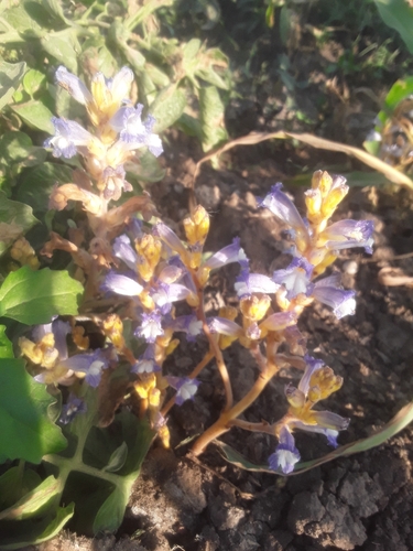Lasianthera observed 2026-04-25