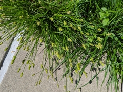 Carex muehlenbergii