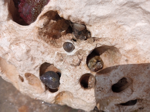 Lipophrys pholis