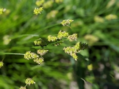 Carex muehlenbergii