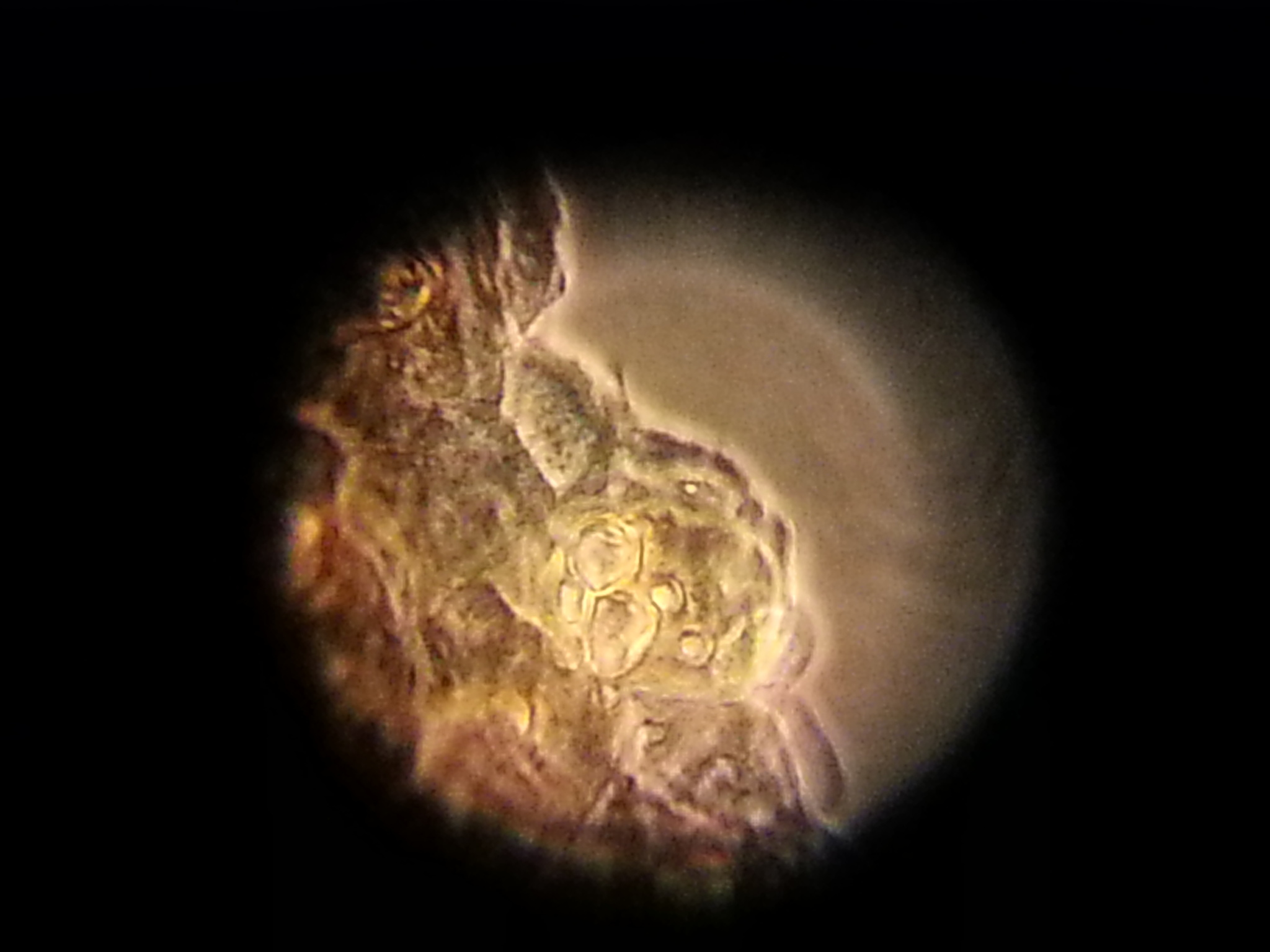 Batrachochytrium dendrobatidis image